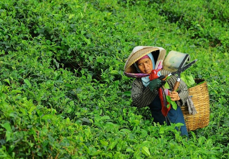 Coltivazione tè verde